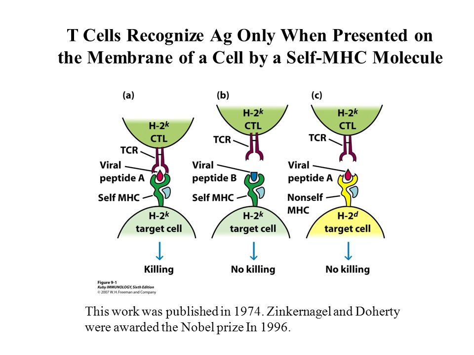 T Cells Recognize Ag Only When Presented on the Membrane of a Cell by a Self-MHC Molecule