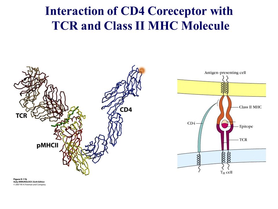 Interaction of CD4 Coreceptor with TCR and Class II MHC Molecule