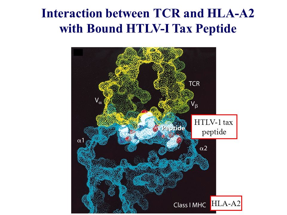 Interaction between TCR and HLA-A2 with Bound HTLV-I Tax Peptide