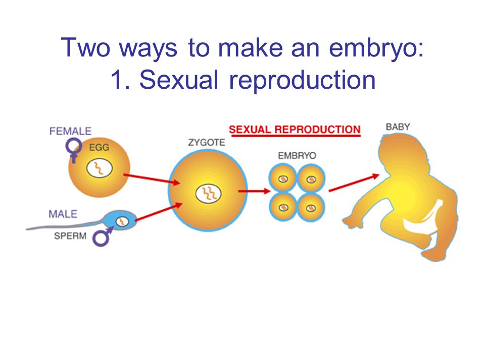 Why Is Meiosis Biologically Important