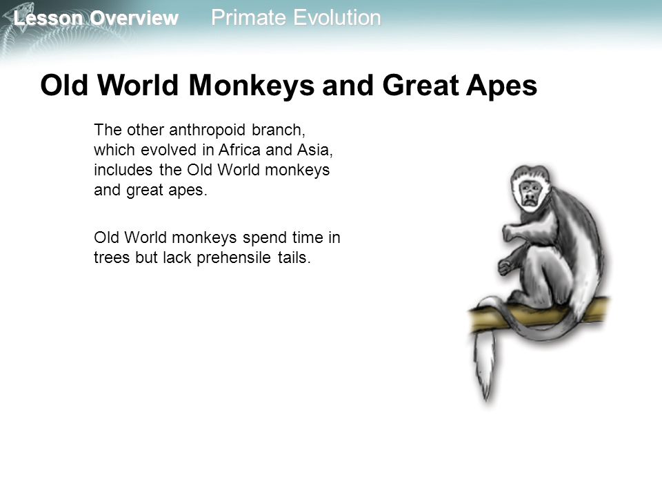 Old World Monkeys, Overview, List & Characteristics - Video & Lesson  Transcript