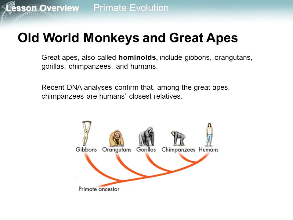 Old World Monkeys, Overview, List & Characteristics - Video & Lesson Transcript