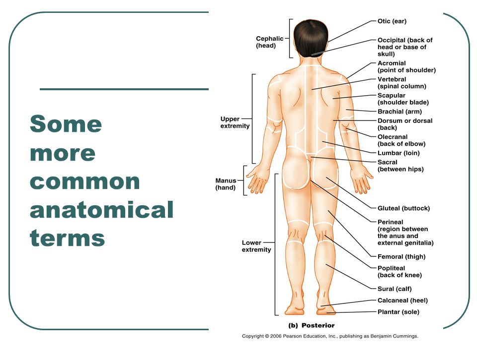Anatomical Language And Terminology Ppt Video Online Download