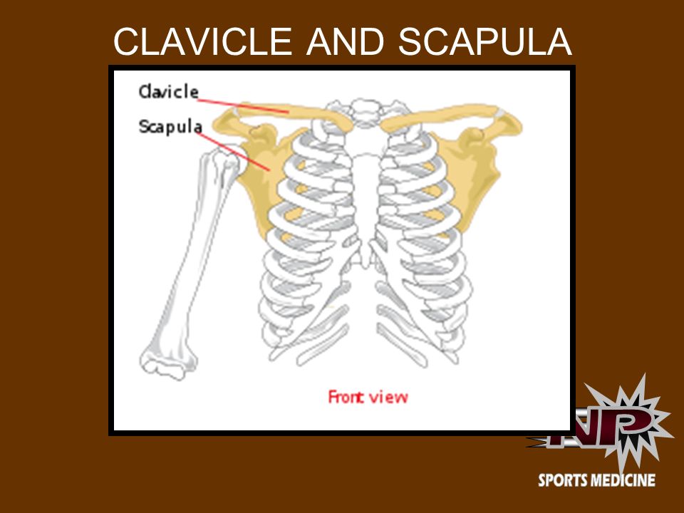 CLAVICLE AND SCAPULA (pectoral girdle)