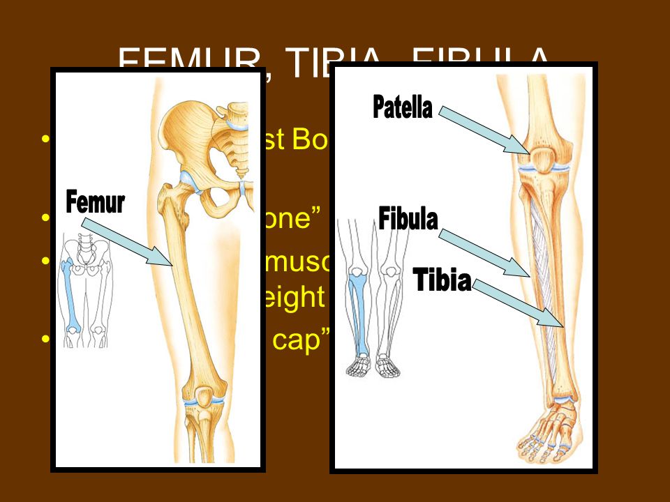 FEMUR, TIBIA, FIBULA Femur – Largest Bone in Body (Weight Bearing)