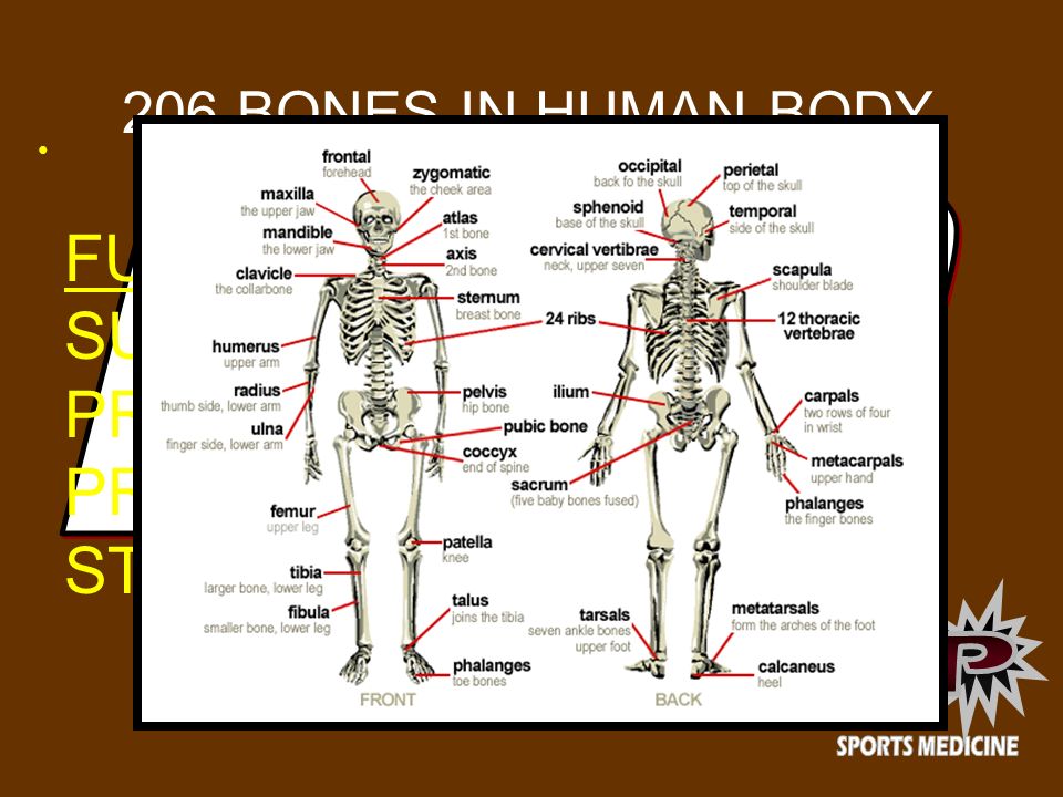 FUNCTIONS OF BONES SUPPORTS THE BODY PROTECTS THE BODY
