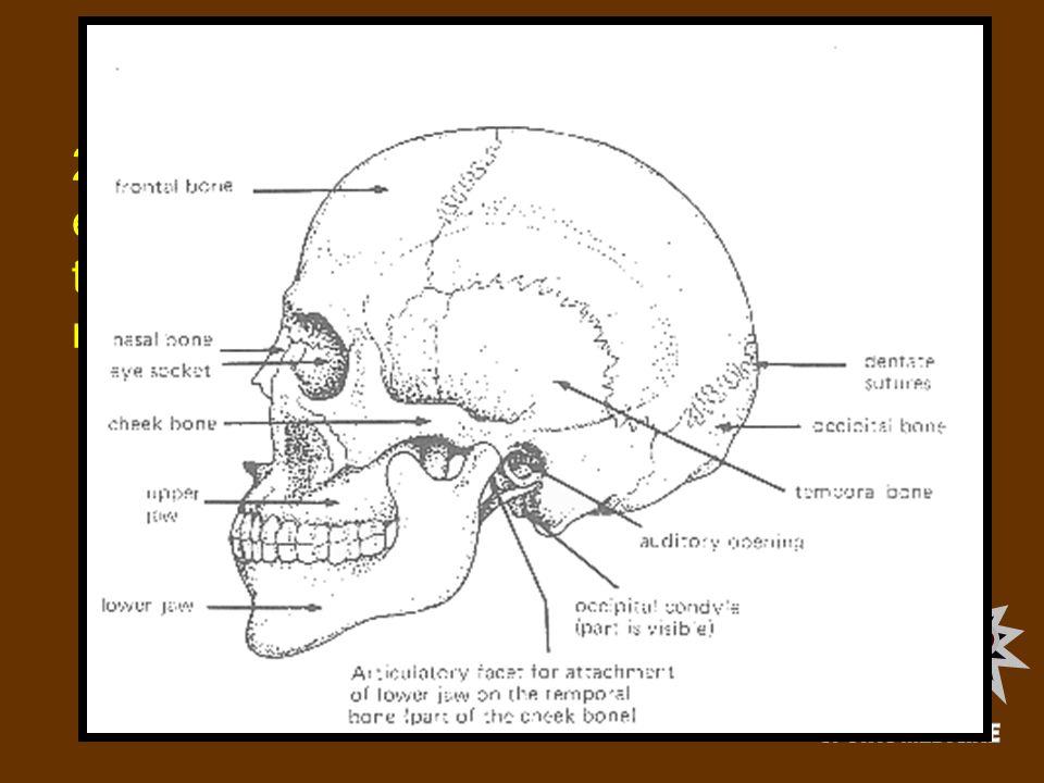 SKULL 28 skull bones (8 cranial, 14 facial, and 6 ear bones) the horseshoe-shaped hyoid bone of the neck.