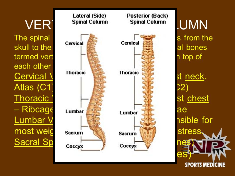 VERTEBRAL (spinal) COLUMN