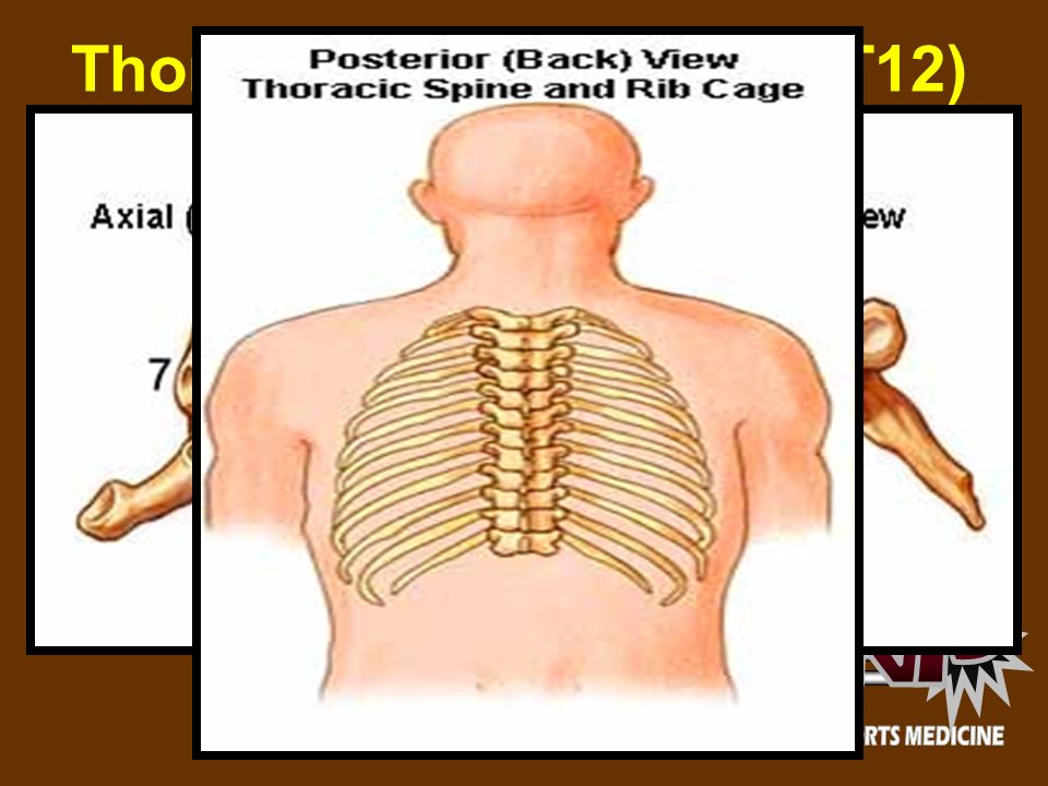 Thoracic Vertebrae (T1 – T12) The thoracic vertebrae increase in size from T1 through T12