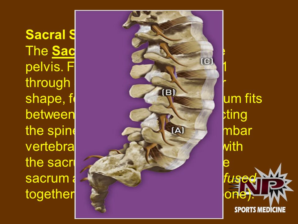 Sacral Spine The Sacrum is located behind the pelvis