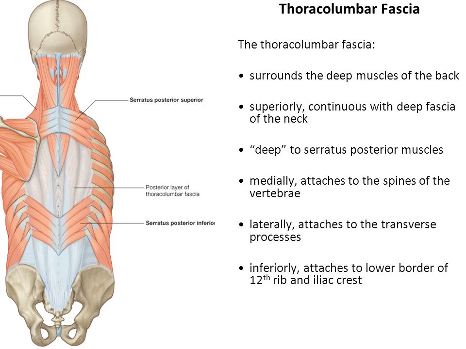 Фасции спины. Пояснично-грудная фасция анатомия. Фасция thoracolumbalis. Мышцы и фасции спины.