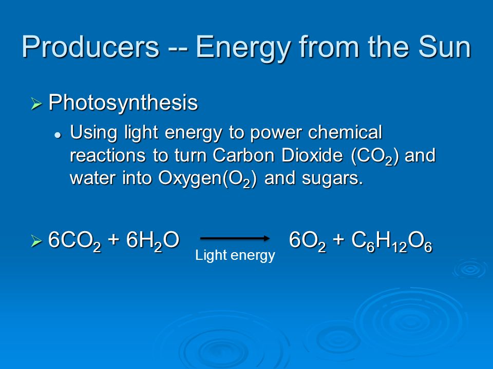 Producers -- Energy from the Sun