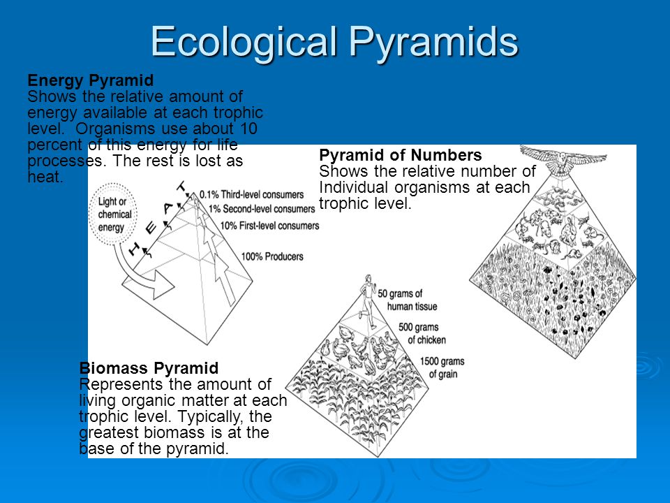 Ecological Pyramids Energy Pyramid