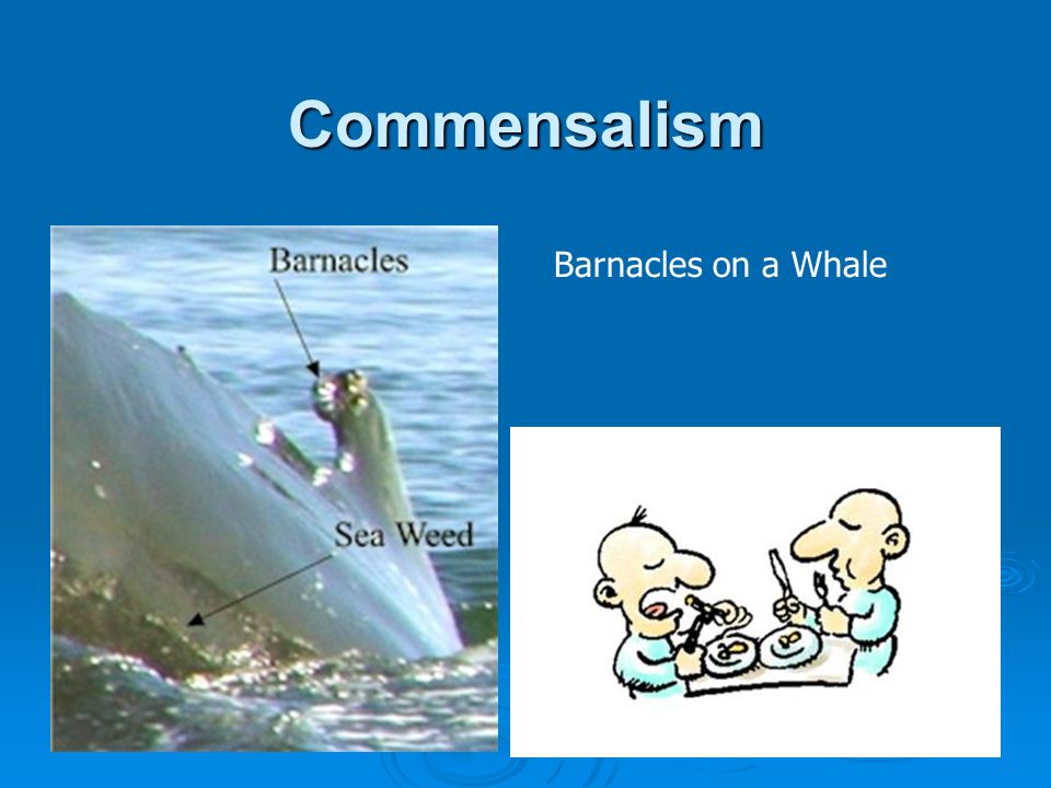 Commensalism Barnacles on a Whale