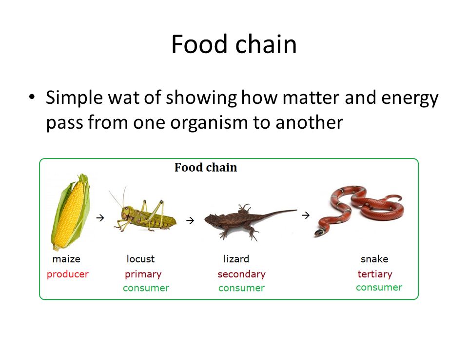 Food chain Simple wat of showing how matter and energy pass from one organism to another