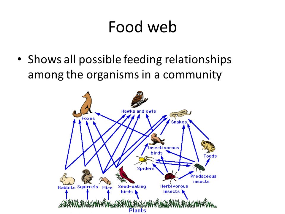 Food web Shows all possible feeding relationships among the organisms in a community
