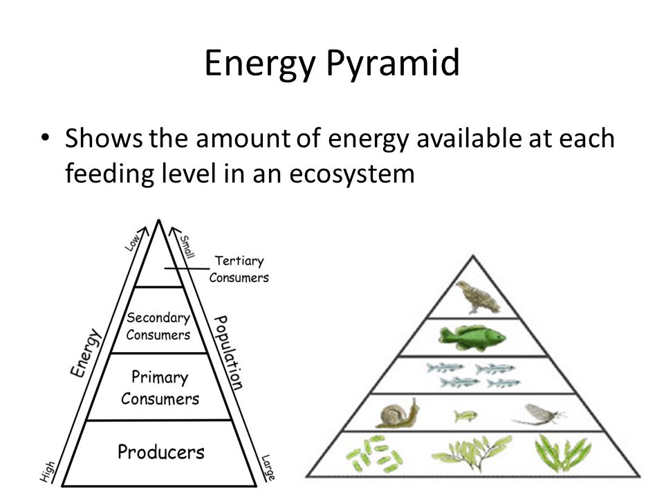 Energy Pyramid Shows the amount of energy available at each feeding level in an ecosystem