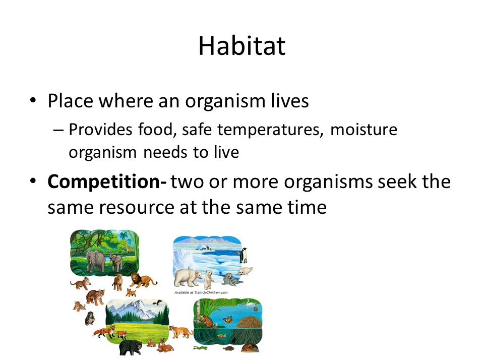 Habitat Place where an organism lives