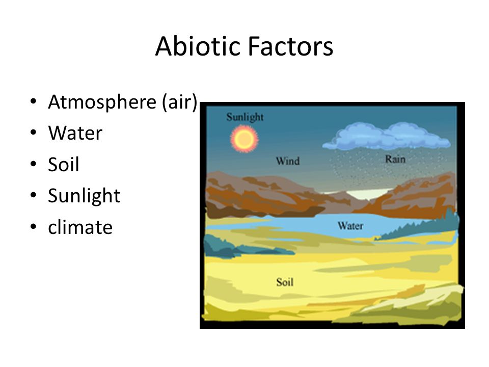 Abiotic Factors Atmosphere (air) Water Soil Sunlight climate