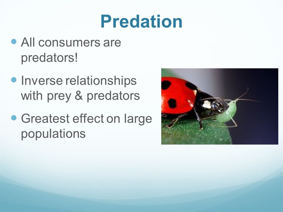 Predation All consumers are predators!