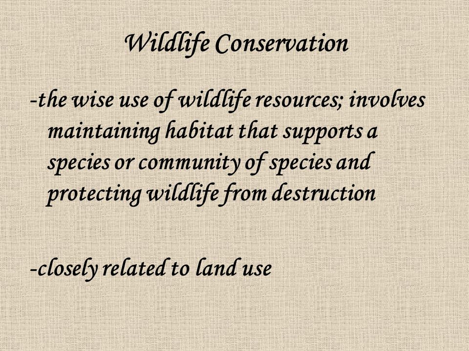 Importance of Wildlife - ppt download