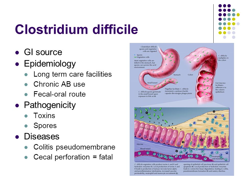 Clostridium difficile что это