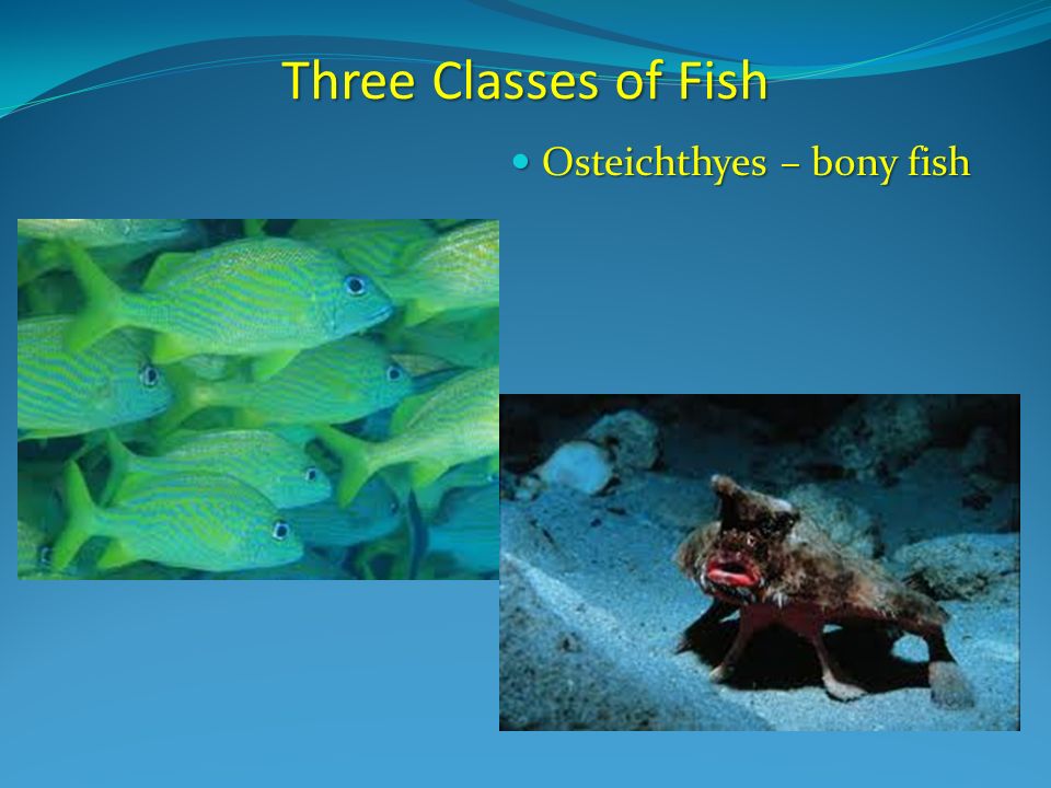 Three Classes of Fish Osteichthyes – bony fish