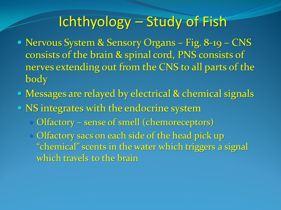 Ichthyology – Study of Fish