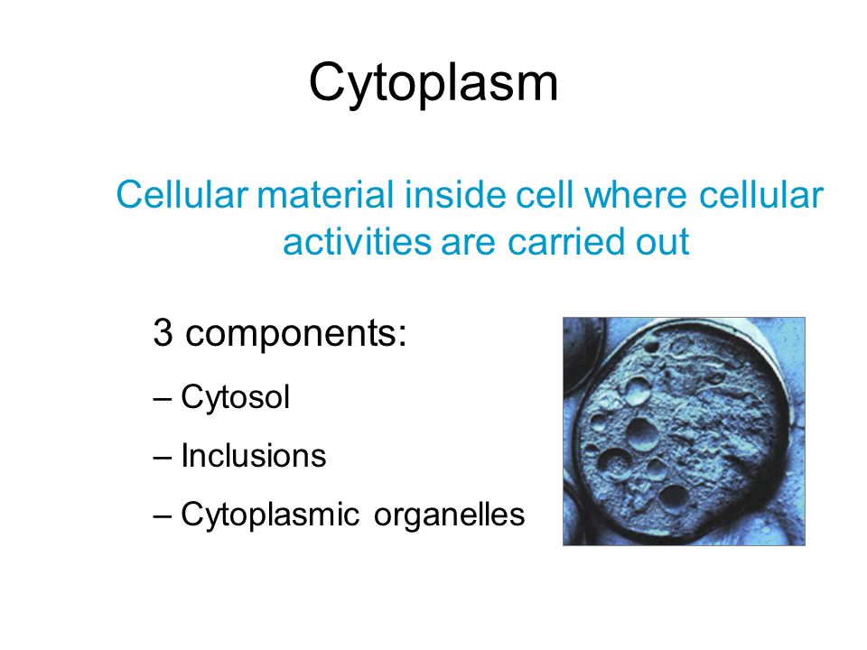 components of the cytoplasm