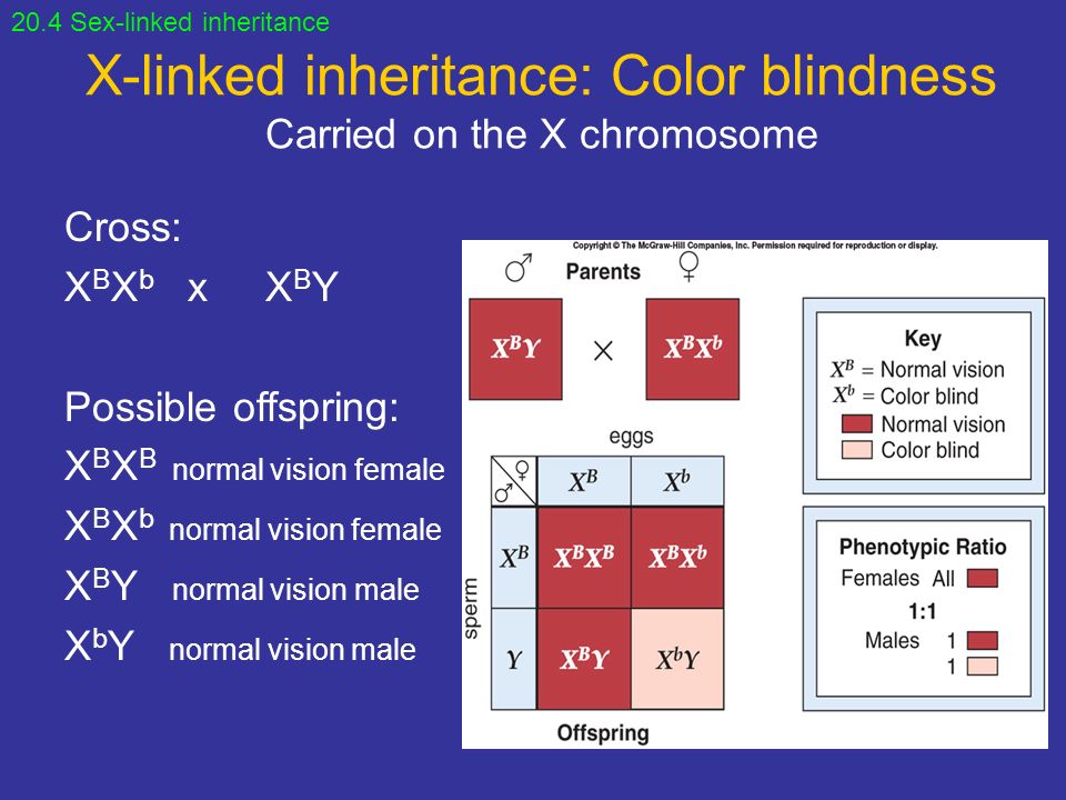 Chapter 20 Patterns Of Genetic Inheritance Ppt Video Online Download