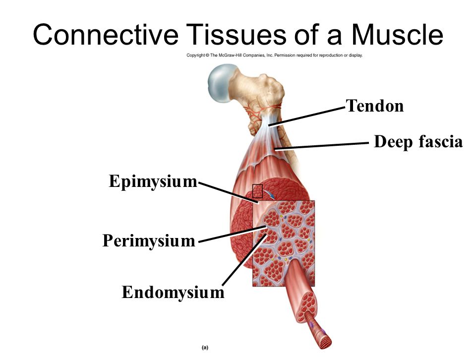 Introduction To Muscle Ppt Download