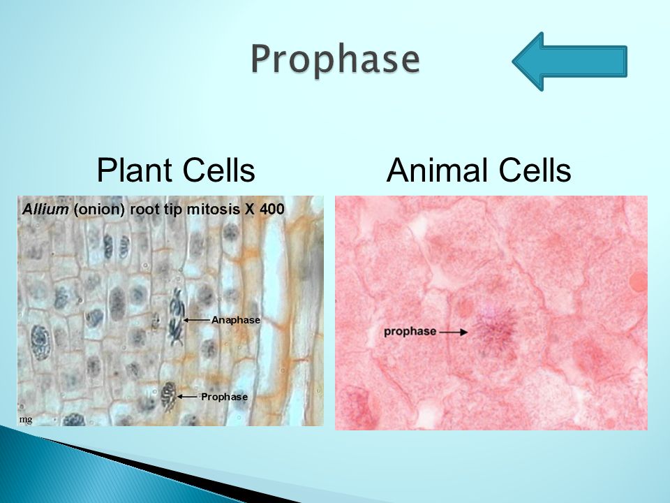 Prophase Metaphase Mitosis START Anaphase Telophase ppt video online  download