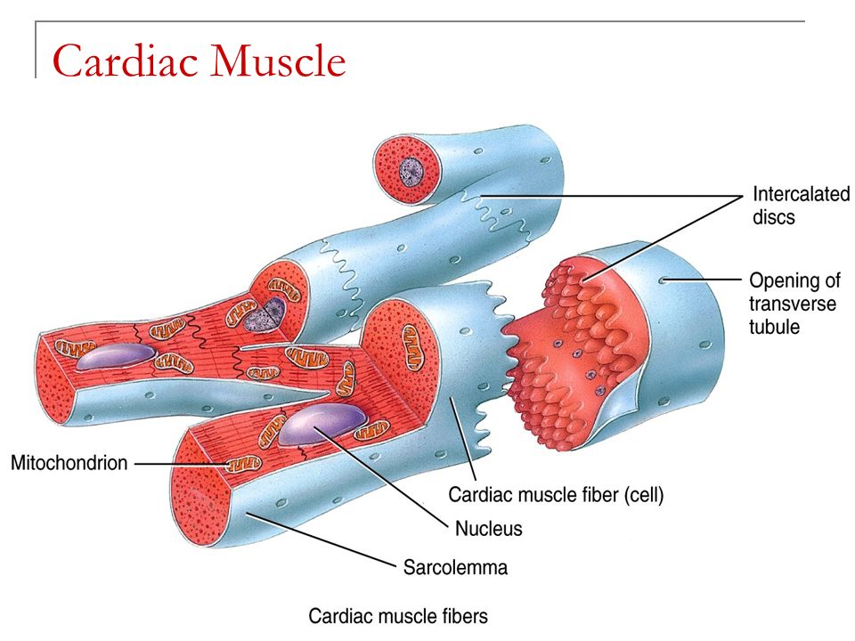 pic Cardiac Muscle Fibers John Wiley chapter 8 the muscular system ppt