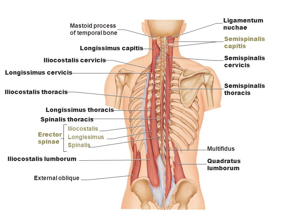 Erector Spinae