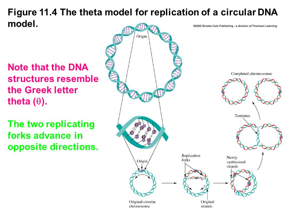 Fch 532 Lecture 11 Chapter 29 Nucleic Acid Structures Ppt Video Online Download