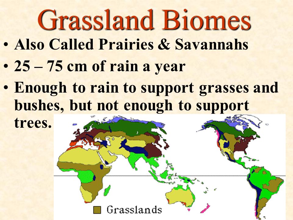 Grassland Biomes Also Called Prairies & Savannahs