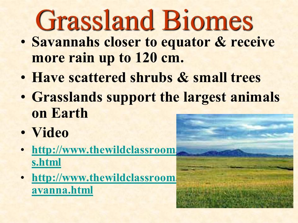 Grassland Biomes Savannahs closer to equator & receive more rain up to 120 cm. Have scattered shrubs & small trees.