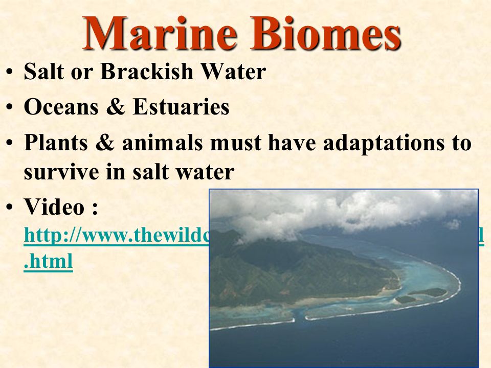 Marine Biomes Salt or Brackish Water Oceans & Estuaries