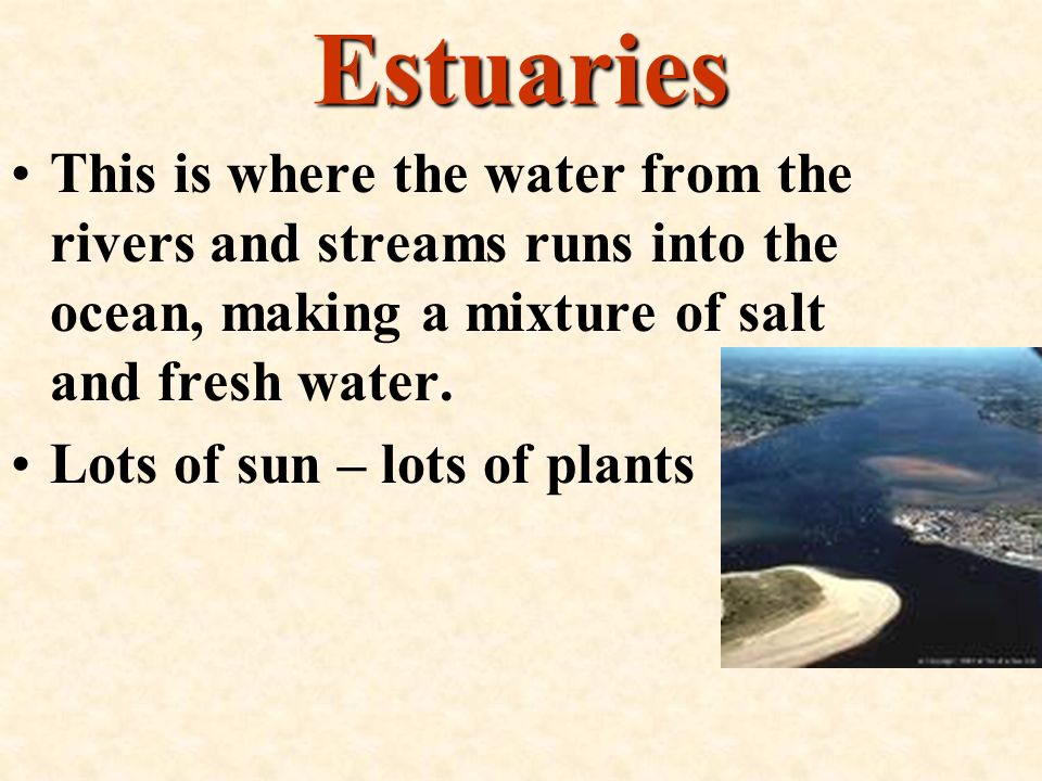 Estuaries This is where the water from the rivers and streams runs into the ocean, making a mixture of salt and fresh water.