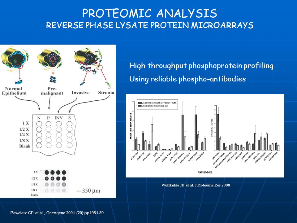 REVERSE PHASE LYSATE PROTEIN MICROARRAYS