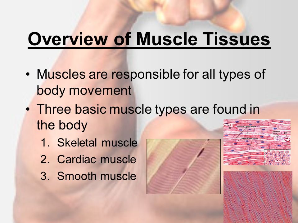 The Muscular System. - ppt video online download