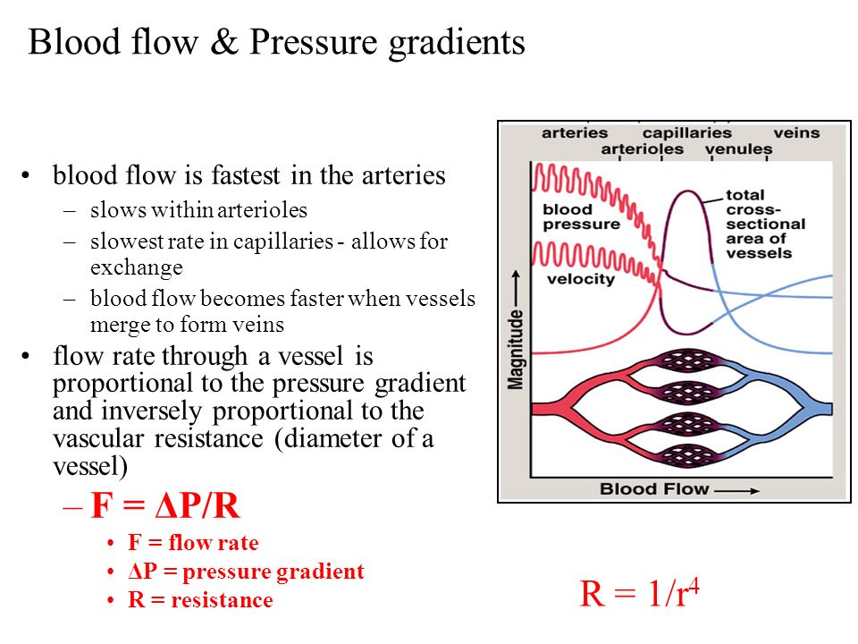 Blood flow & Pressure gradients.