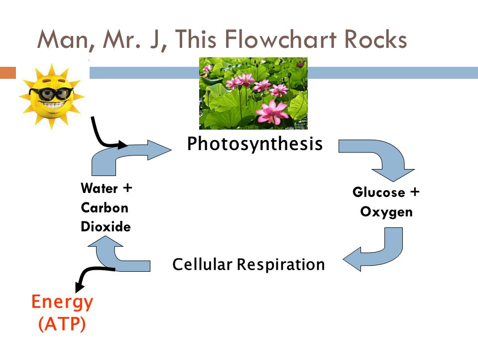 Photosynthesis Flow Chart