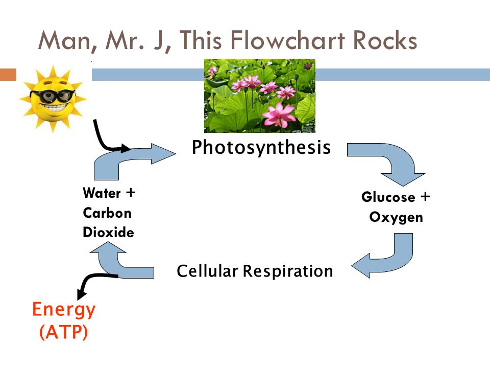 Photosynthesis And Cellular Respiration Flow Chart