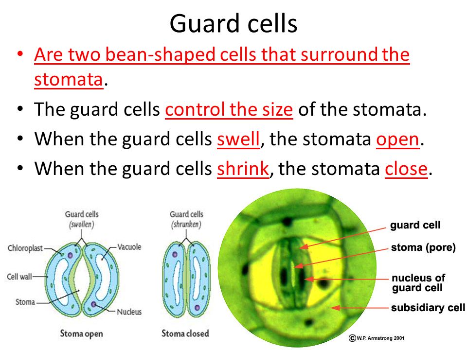 Guard cells Are two bean-shaped cells that surround the stomata.