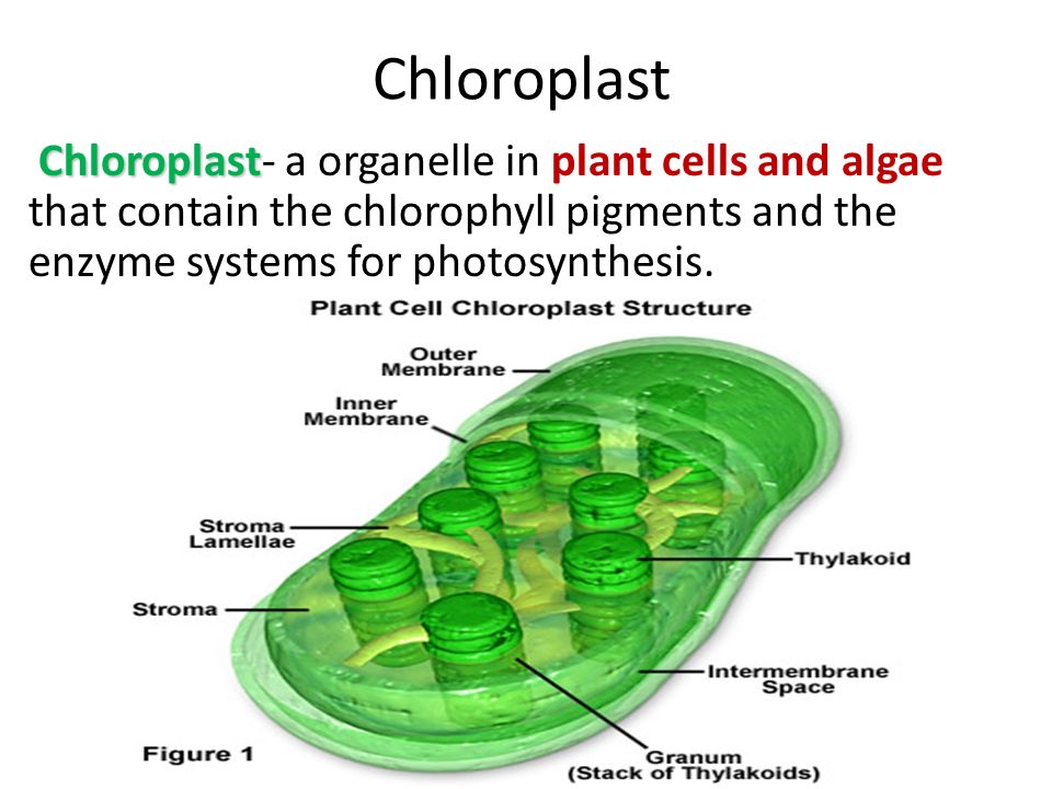 Chloroplast Chloroplast- a organelle in plant cells and algae that contain the chlorophyll pigments and the enzyme systems for photosynthesis.