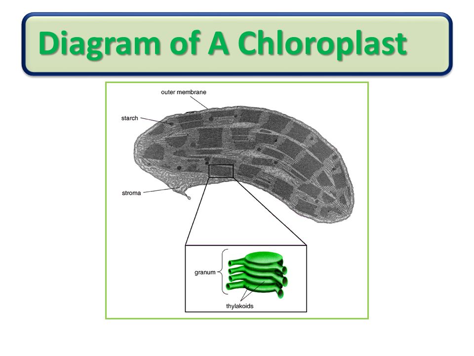 Diagram of A Chloroplast