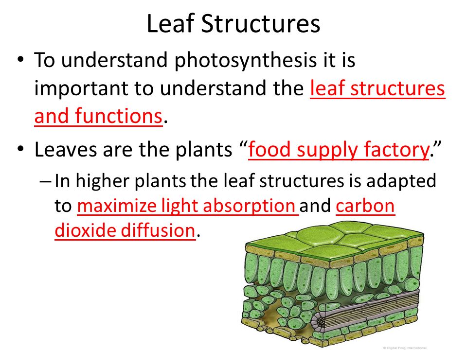 Leaf Structures To understand photosynthesis it is important to understand the leaf structures and functions.