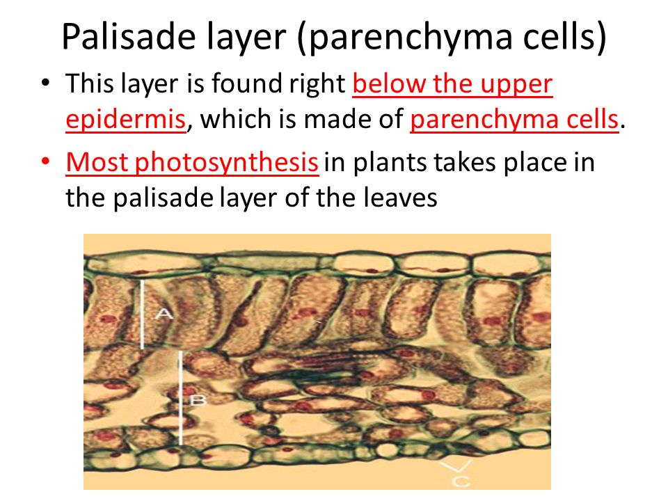 Palisade layer (parenchyma cells)
