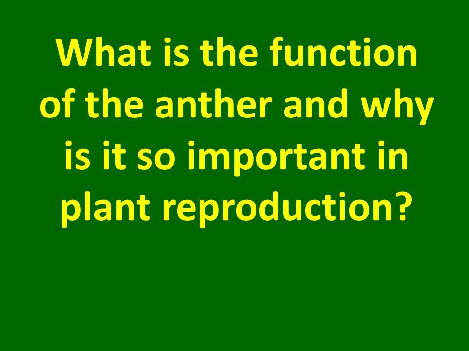 What is the function of the anther and why is it so important in plant reproduction